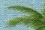 Palmtree-saxe蓝