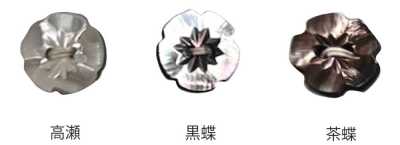 500 两孔 梅花 贝壳纽扣